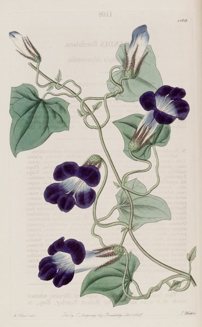 Maurandya barclaiana by Sydenham Teast Edwards